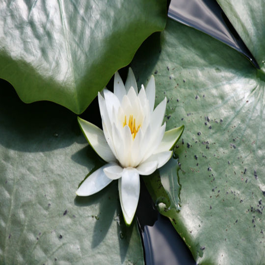 サンプルテキスト